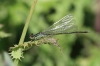 IMG_1134 Small Red-eyed female_Erythromma_viridulum